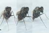 Medetera sp.